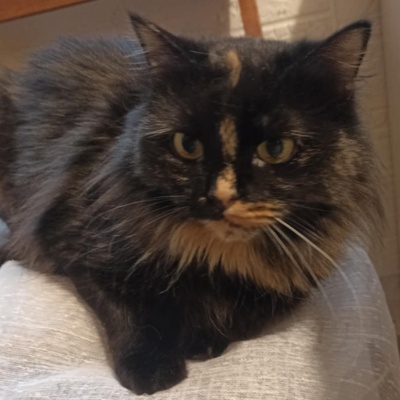 Katzendame Bibe sucht ihr Zuhause, EKH - Katze