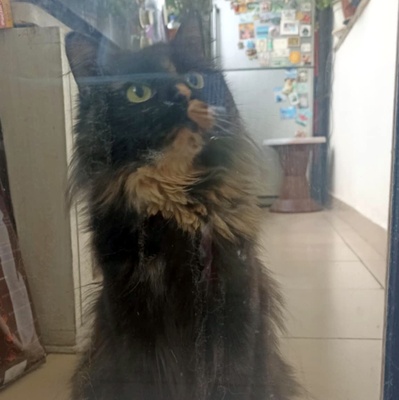 Katzendame Bibe sucht ihr Zuhause, EKH - Katze