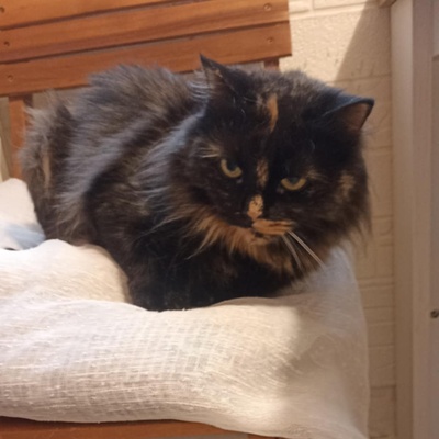 Katzendame Bibe sucht ihr Zuhause, EKH - Katze