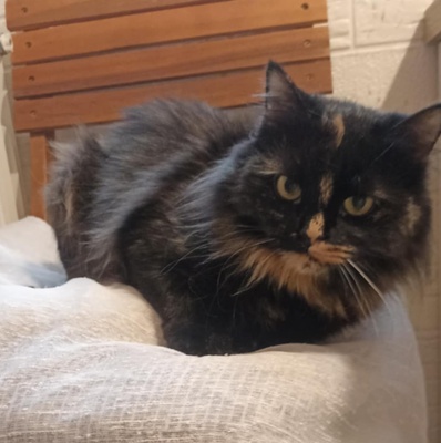 Katzendame Bibe sucht ihr Zuhause, EKH - Katze