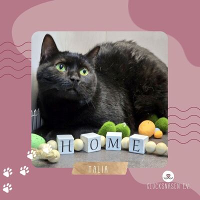 Katzendame Talia möchte Dein Herz erobern, EKH - Katze