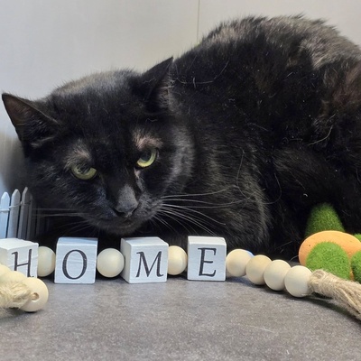 Katzendame Talia möchte Dein Herz erobern, EKH - Katze