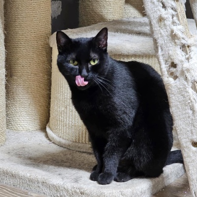 Katzendame Talia möchte Dein Herz erobern, EKH - Katze