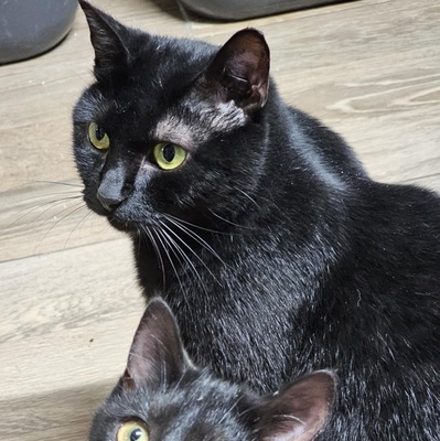 Katzendame Talia möchte Dein Herz erobern, EKH - Katze