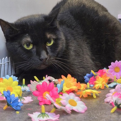 Katzendame Talia möchte Dein Herz erobern, EKH - Katze