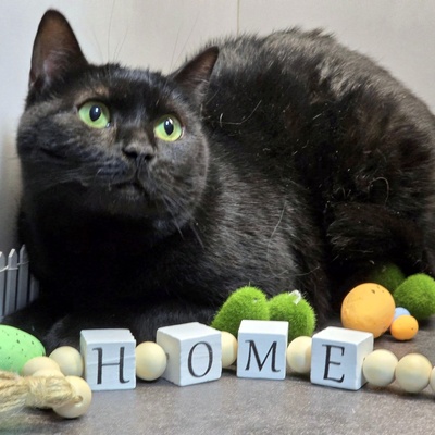 Katzendame Talia möchte Dein Herz erobern, EKH - Katze