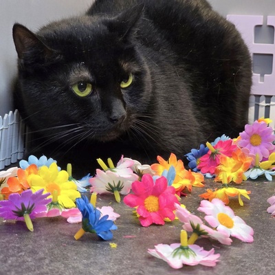 Katzendame Talia möchte Dein Herz erobern, EKH - Katze