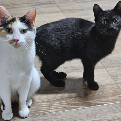 Katzenduo Hazel und Athos möchten gern reisen, EKH - Katze