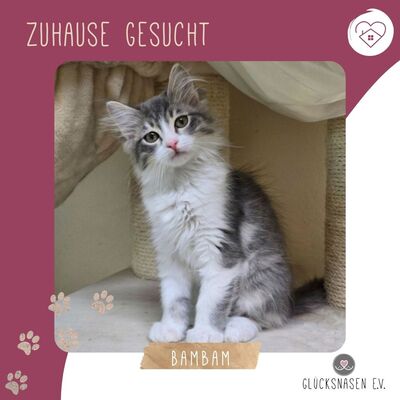 Katzenjunge Bambam möchte Dein Herz erobern