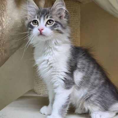 Katzenjunge Bambam möchte Dein Herz erobern, EKH Jungtier - Kater