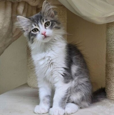 Katzenjunge Bambam möchte Dein Herz erobern, EKH Jungtier - Kater