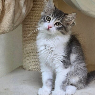 Katzenjunge Bambam möchte Dein Herz erobern, EKH Jungtier - Kater