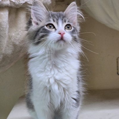 Katzenjunge Bambam möchte Dein Herz erobern, EKH Jungtier - Kater