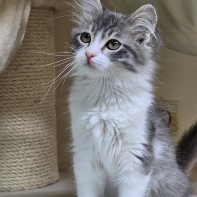 Katzenjunge Bambam möchte Dein Herz erobern, EKH Jungtier - Kater