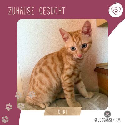 Katzenjunge Didi sucht sein Körbchen, EKH Jungtier - Kater