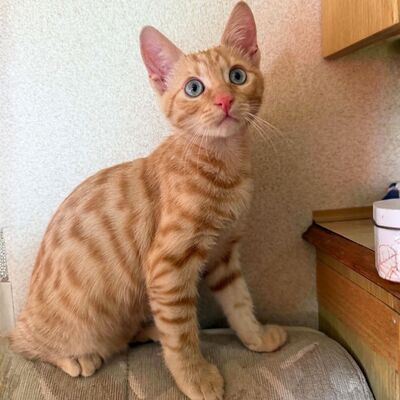 Katzenjunge Didi sucht sein Körbchen, EKH Jungtier - Kater