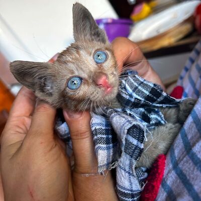 Katzenjunge Didi sucht sein Körbchen, EKH Jungtier - Kater