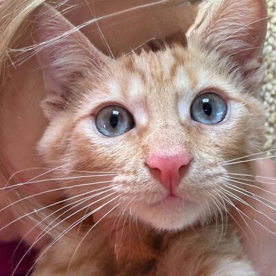 Katzenjunge Didi sucht sein Körbchen, EKH Jungtier - Kater