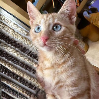 Katzenjunge Didi sucht sein Körbchen, EKH Jungtier - Kater