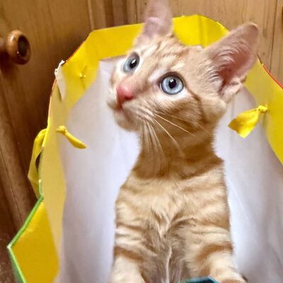 Katzenjunge Didi sucht sein Körbchen, EKH Jungtier - Kater