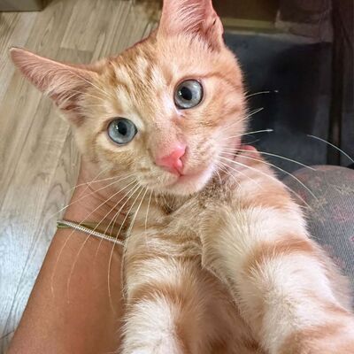 Katzenjunge Didi sucht sein Körbchen, EKH Jungtier - Kater