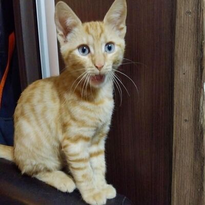 Katzenjunge Didi sucht sein Körbchen, EKH Jungtier - Kater