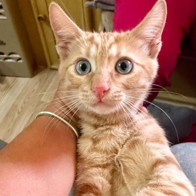 Katzenjunge Didi sucht sein Körbchen, EKH Jungtier - Kater