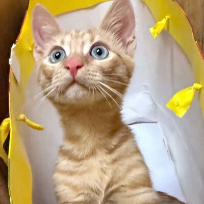 Katzenjunge Didi sucht sein Körbchen, EKH Jungtier - Kater