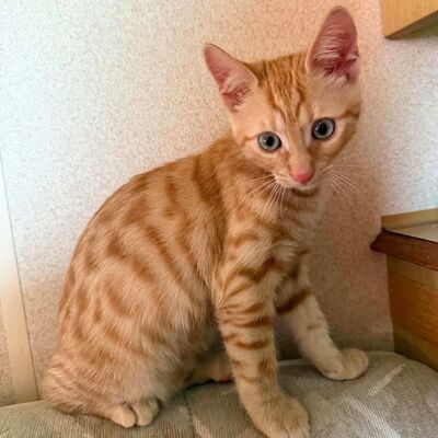 Katzenjunge Didi sucht sein Körbchen, EKH Jungtier - Kater
