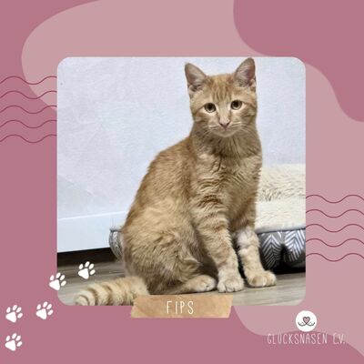 Katzenjunge Fips hofft auf sein Körbchen, EKH Jungtier - Kater