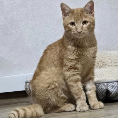 Katzenjunge Fips hofft auf sein Körbchen, EKH Jungtier - Kater