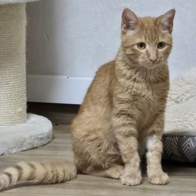 Katzenjunge Fips hofft auf sein Körbchen, EKH Jungtier - Kater