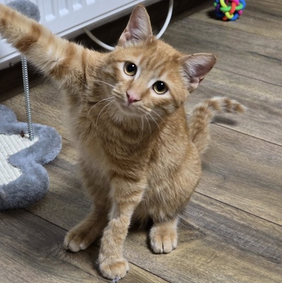 Katzenjunge Fips hofft auf sein Körbchen, EKH Jungtier - Kater