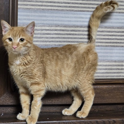 Katzenjunge Fips hofft auf sein Körbchen, EKH Jungtier - Kater