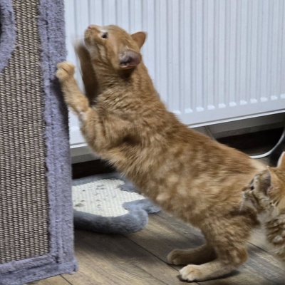 Katzenjunge Fips hofft auf sein Körbchen, EKH Jungtier - Kater