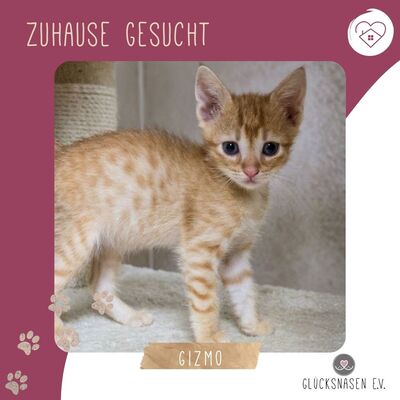 Katzenjunge Gizmo sucht seine Dosis