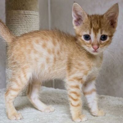 Katzenjunge Gizmo sucht seine Dosis, EKH Jungtier - Kater