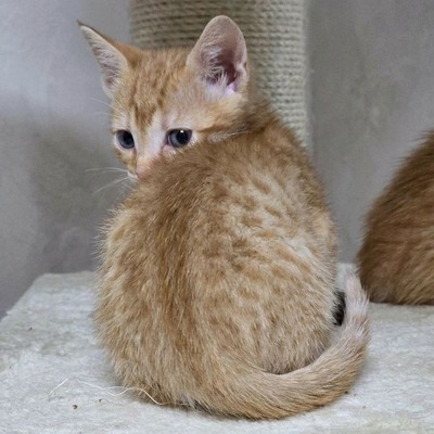 Katzenjunge Gizmo sucht seine Dosis, EKH Jungtier - Kater