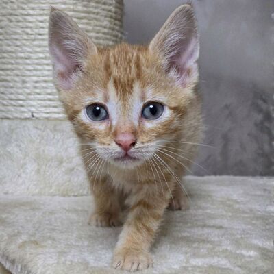 Katzenjunge Gizmo sucht seine Dosis, EKH Jungtier - Kater