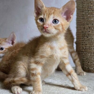 Katzenjunge Gizmo sucht seine Dosis, EKH Jungtier - Kater