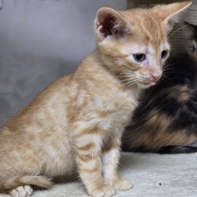 Katzenjunge Gizmo sucht seine Dosis, EKH Jungtier - Kater