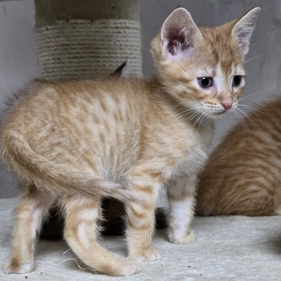 Katzenjunge Gizmo sucht seine Dosis, EKH Jungtier - Kater