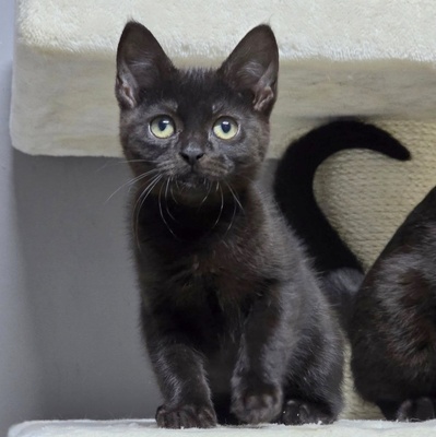Katzenjunge Harald kuschelt gern auf Deine Schoß, EKH Jungtier - Kater