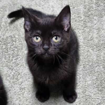 Katzenjunge Harald kuschelt gern auf Deine Schoß, EKH Jungtier - Kater