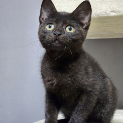 Katzenjunge Harald kuschelt gern auf Deine Schoß, EKH Jungtier - Kater