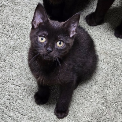 Katzenjunge Harald kuschelt gern auf Deine Schoß, EKH Jungtier - Kater