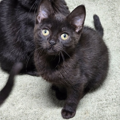 Katzenjunge Harald kuschelt gern auf Deine Schoß, EKH Jungtier - Kater