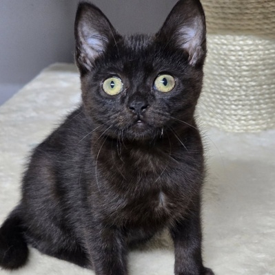 Katzenjunge Harald kuschelt gern auf Deine Schoß, EKH Jungtier - Kater