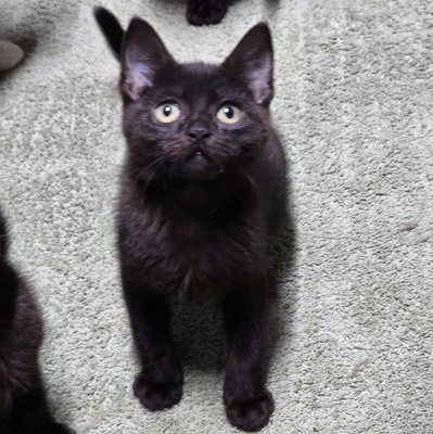 Katzenjunge Harald kuschelt gern auf Deine Schoß, EKH Jungtier - Kater