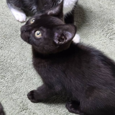 Katzenjunge Harald möchte Deine Welt erobern, EKH Jungtier - Kater